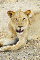 Lioness, Selous Game Reserve (Tanzania)