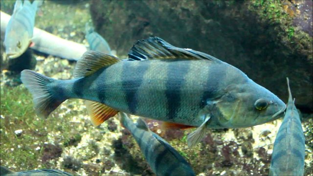 Kammbuntbarsch Cichla temensis