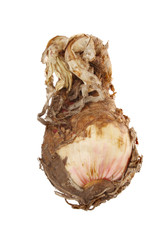 Amaryllis bulb