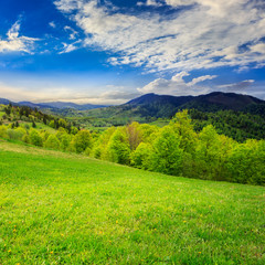 Fototapeta premium green grass on hillside meadow in mountain