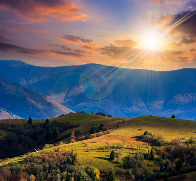 pine trees near valley in mountains  on hillside at sunset