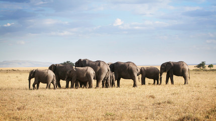 Famille éléphants unie