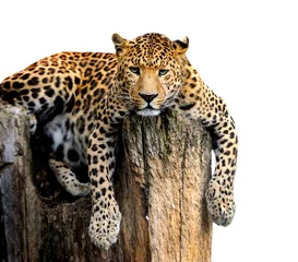 Gardinen Leopard isoliert auf weißem Hintergrund © byrdyak