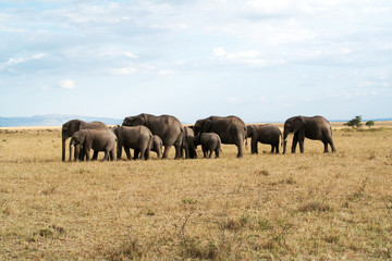 Fototapeta premium Famille éléphants unis