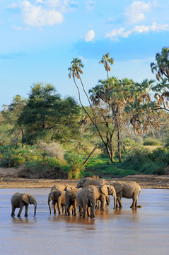 Fototapeta Elephant