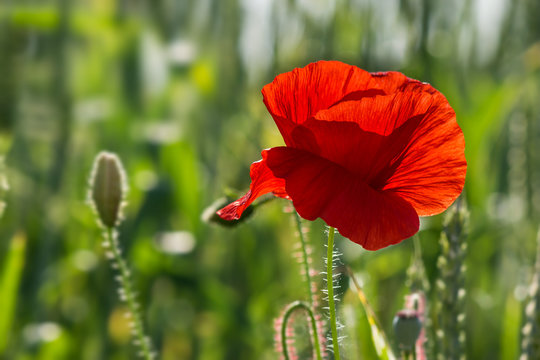 Fototapeta big fresh poppy in the field