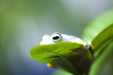 Frog on the leaf 