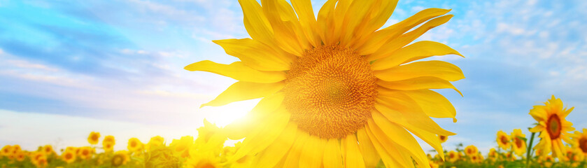 Naklejka premium Sunflower