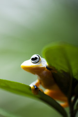 Exotic frog in indonesia