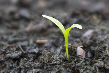 Sprouting
