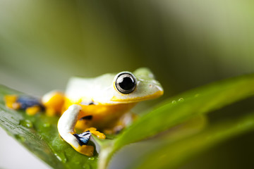 Tree frog