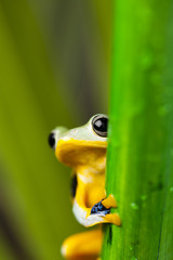 Exotic frog