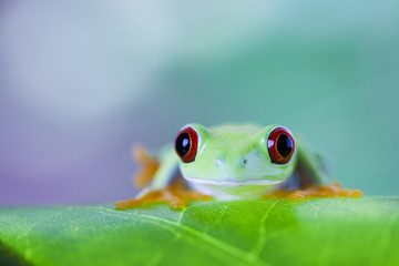 Green tree frog