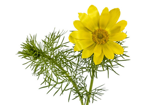 Flowers of Adonis, lat. Adonis vernalis, isolated on white backg