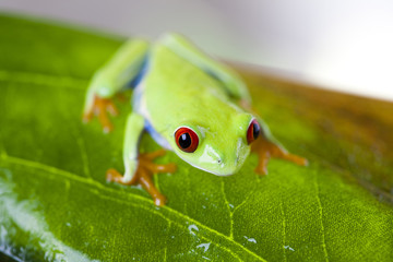 Green tree frog