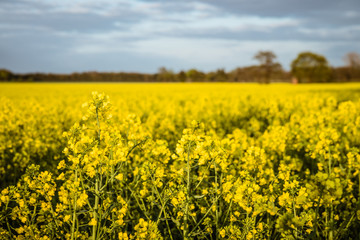 Obraz premium rape field at a day