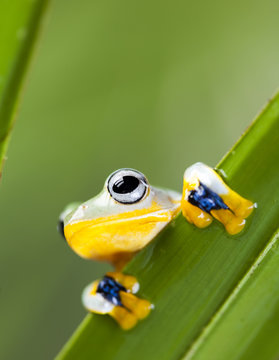 Flying Frog in the jungle