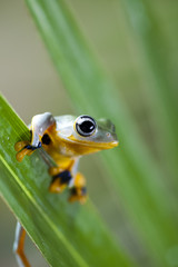 Flying Frog in the jungle