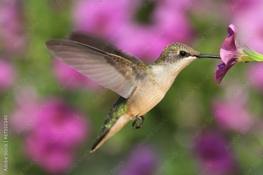 Wall mural Ruby-throated Hummingbird