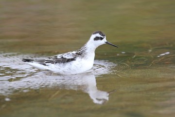 Red-necked Phalarope (Phalaropus lobatus)
