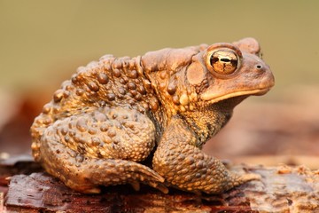 Male American Toad (Bufo americanus)