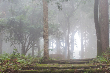 fog in highland tropical forest