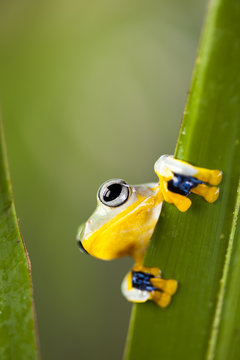 Frog in the jungle