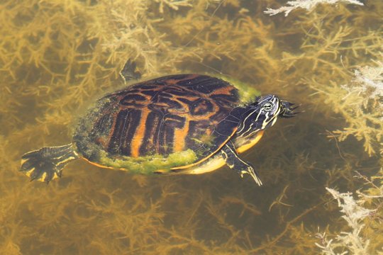 Florida Red-bellied Cooter (Pseudemys Chrysemys nelsoni)