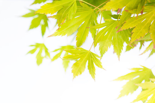 Bright green Japanese maple leaves background