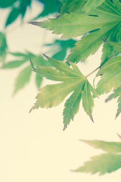 Green leaves of Japanese maple tree, background