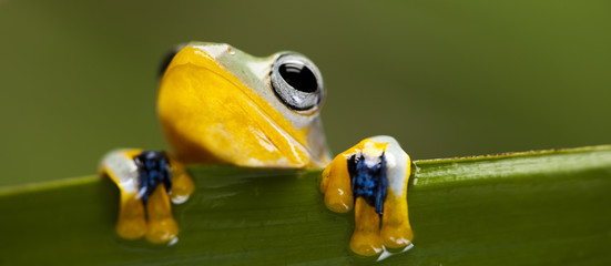 Exotic frog