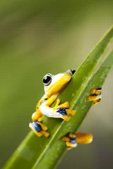 Photo sur Plexiglas Grenouille grenouille exotique