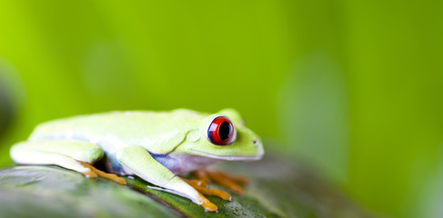 Naklejka premium Red eye tree frog