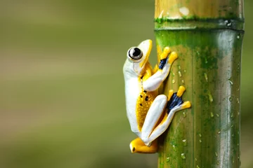 Papier Peint photo Lavable Grenouille Exotic frog