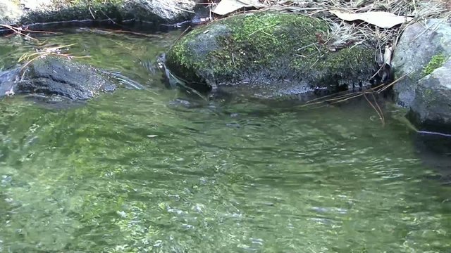 A rock in the stream