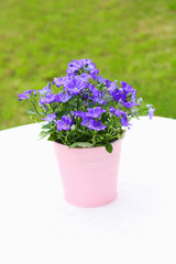 Violet campanula flowers close up