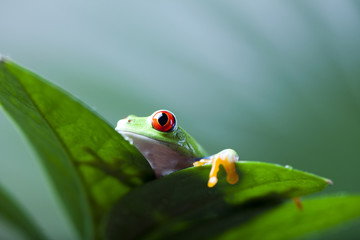 Fototapeta premium Frog shadow on the leaf 