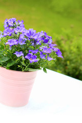 Violet campanula flowers close up