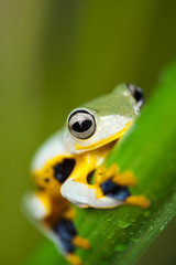 Exotic frog