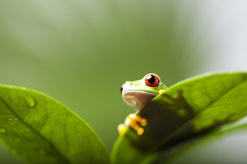 Fototapeta premium Frog shadow on the leaf 