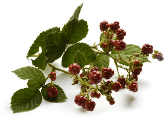 Rubus ulmifolius Ежевика вязолистная Mittelmeer-Brombeere