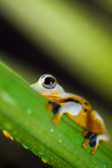 Exotic frog