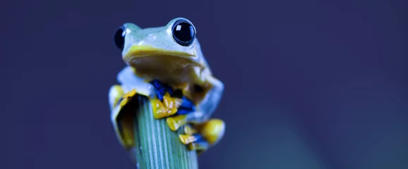 Printed kitchen splashbacks Frog Exotic frog in indonesia