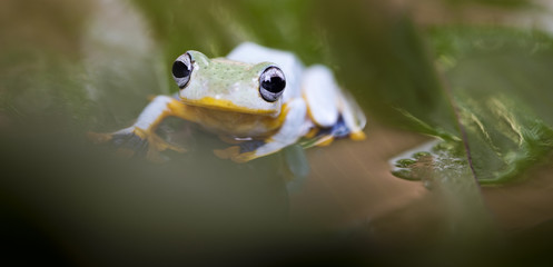 Obraz premium Exotic frog in indonesia