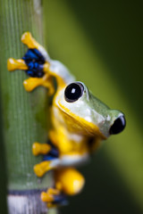 Exotic frog in indonesia