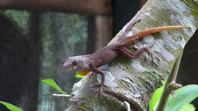Very ugly lizard of the Caribbean