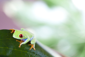 Tree frog