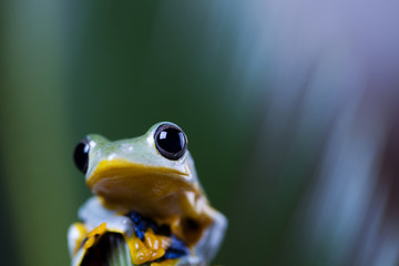 Exotic frog