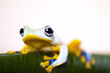 Exotic frog
