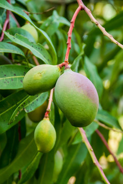 Group of Mangos Growing on Tree